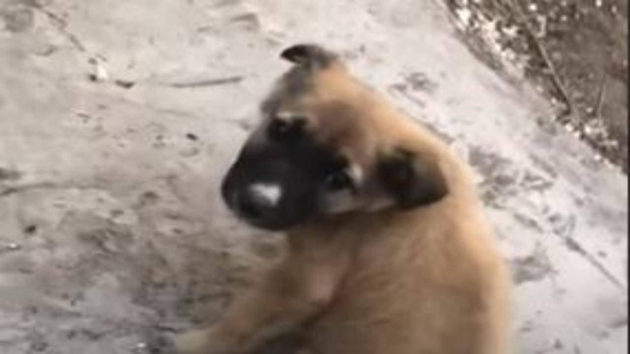 Dopo una vita di crudeltà disumana un cucciolo paralitico torna a camminare