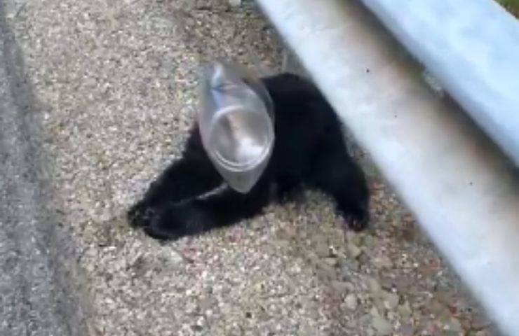 cucciolo orso contenitore plastica