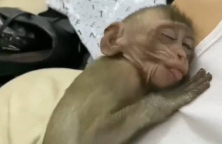 cucciolo scimmia abbraccia proprietario
