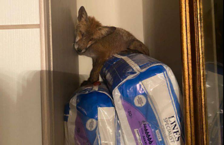 cucciolo volpe armadio salvataggio