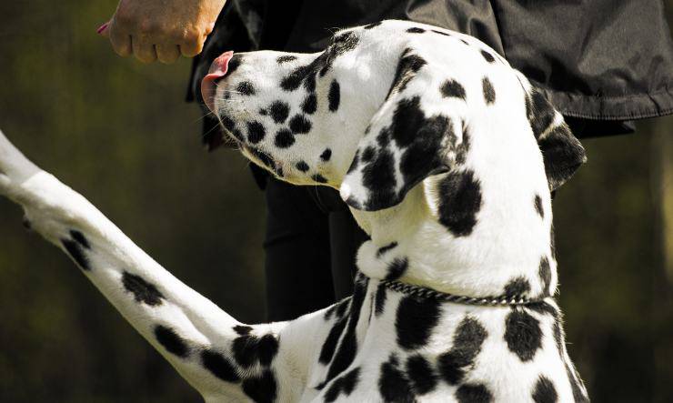 dalmata richiama l'attenzione del padrone