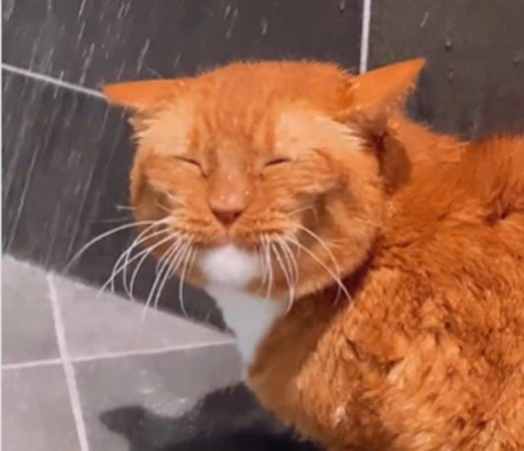 doccia gatto umana arancione
