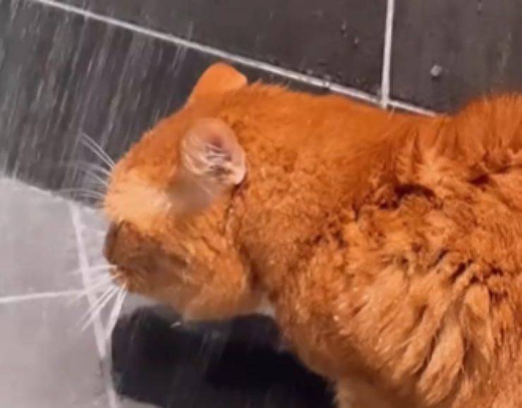 doccia gatto beve acqua