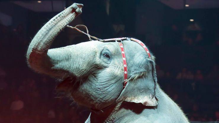 elefante al circo 