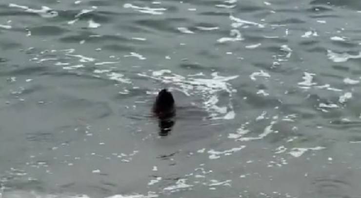 foca emerge dall'acqua 