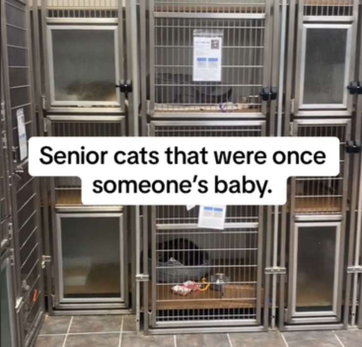 gabbie commovente gatti anziani