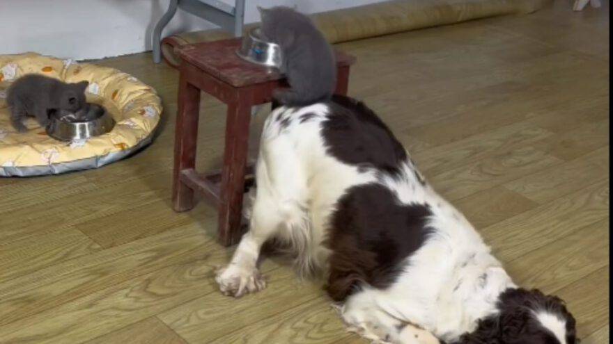 cane aiuta cucciolo gatto