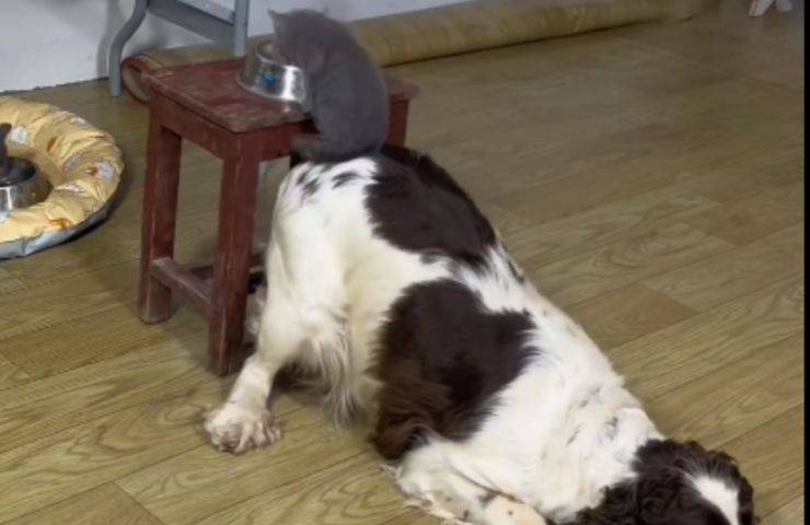 gattino cane aiutare ciotola