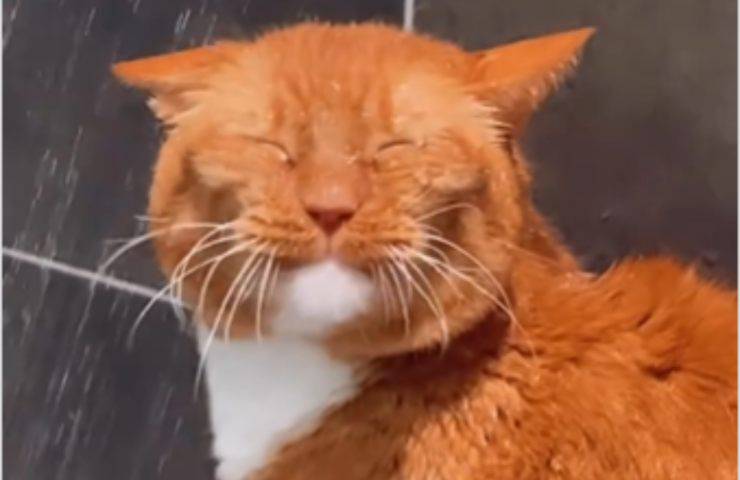 doccia gatto video acqua