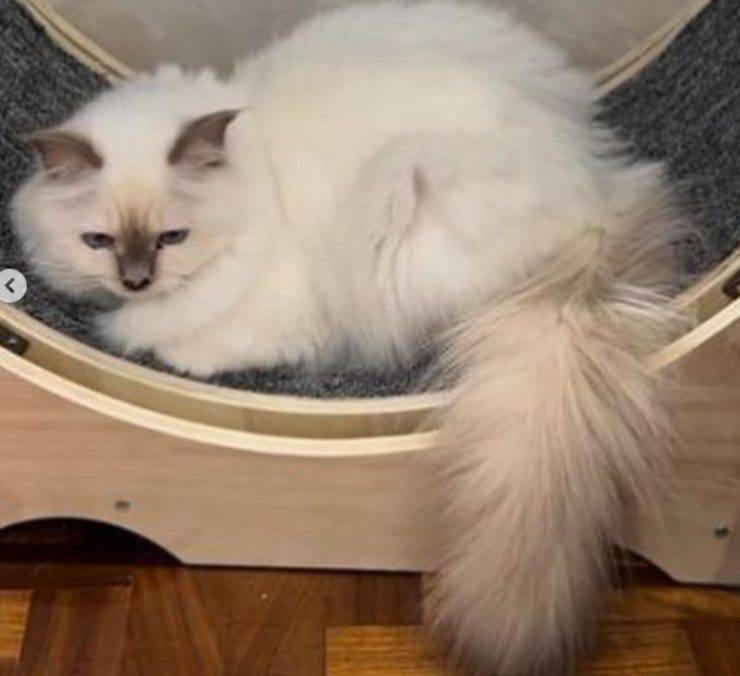 nino frassica riprese fiction