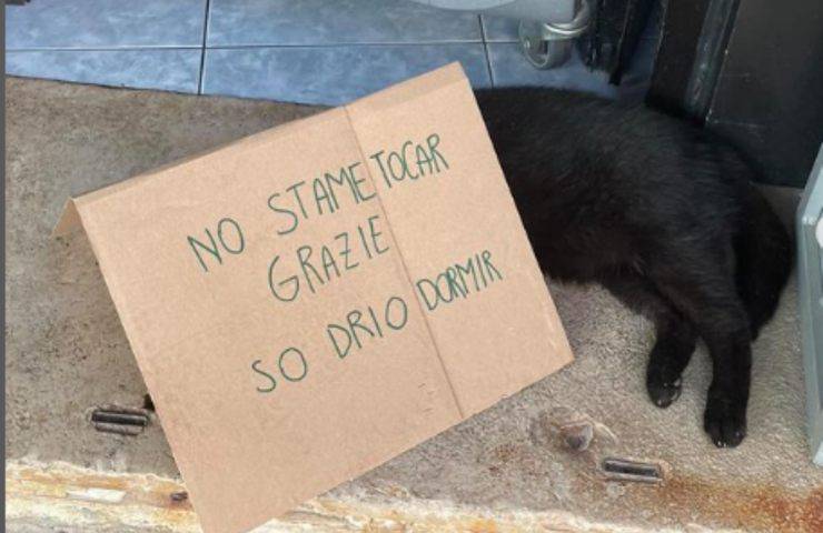 gatto pepe dorme tranquillo