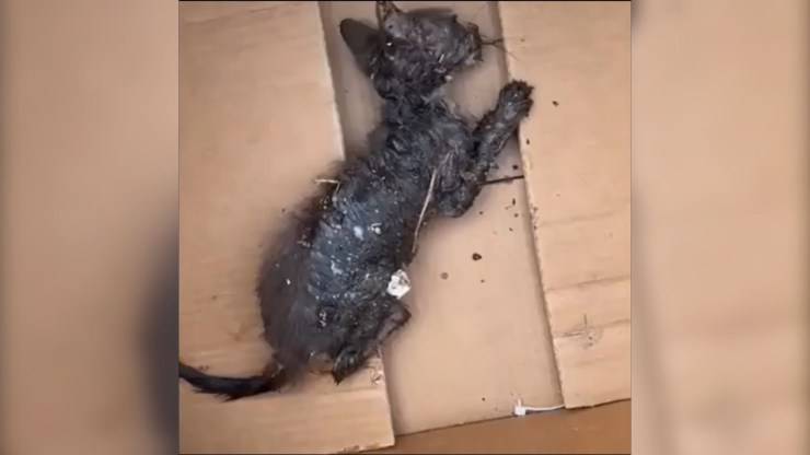 Gattino finisce in una trappola per topi: era immobilizzato dalla colla