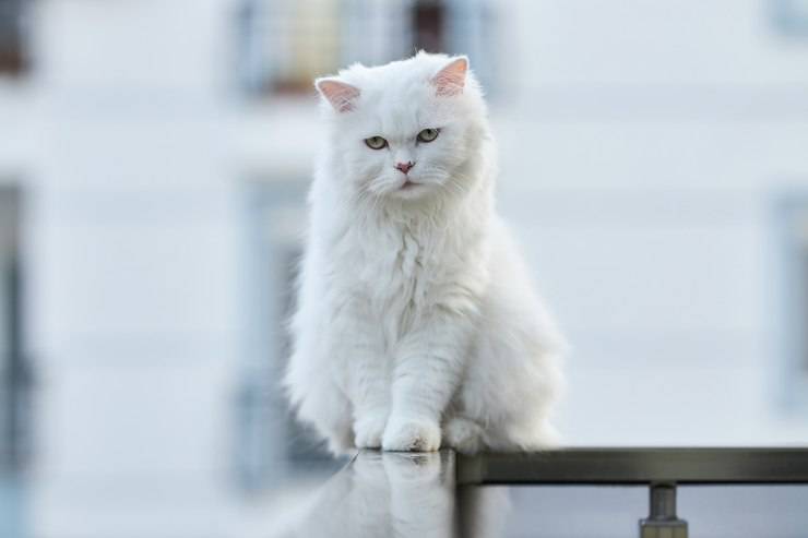 gatto bianco seduto 