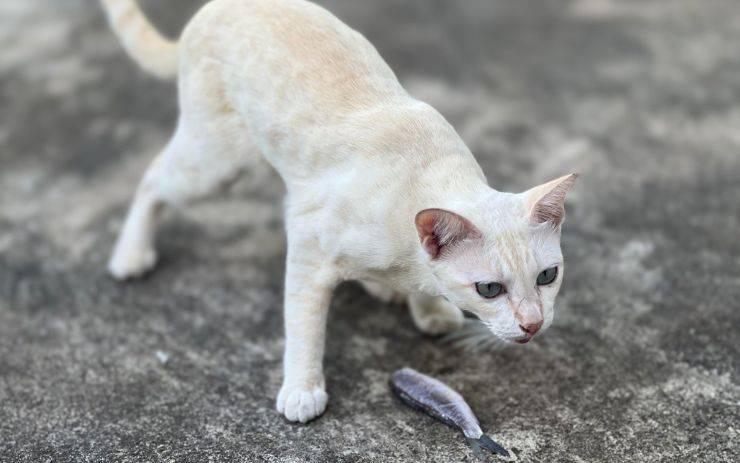 gatto cacciatore 