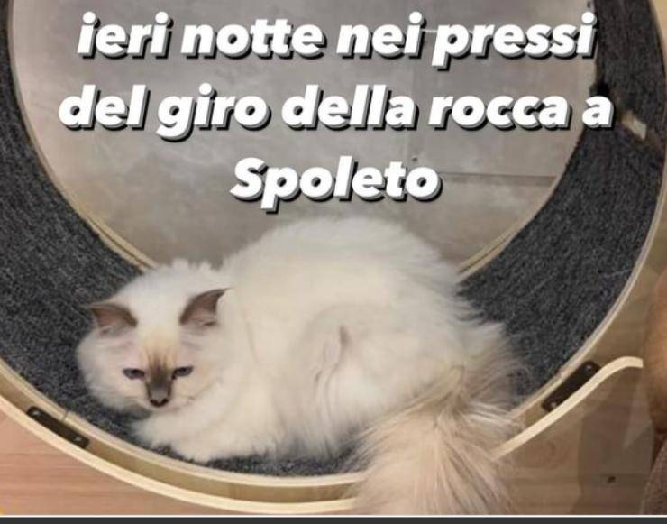 nino frassica perso gattino
