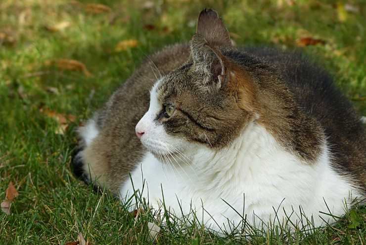 gatto in sovrappeso 