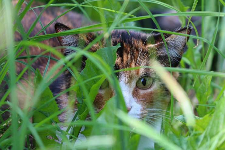 gatto nascosto nell'erba 