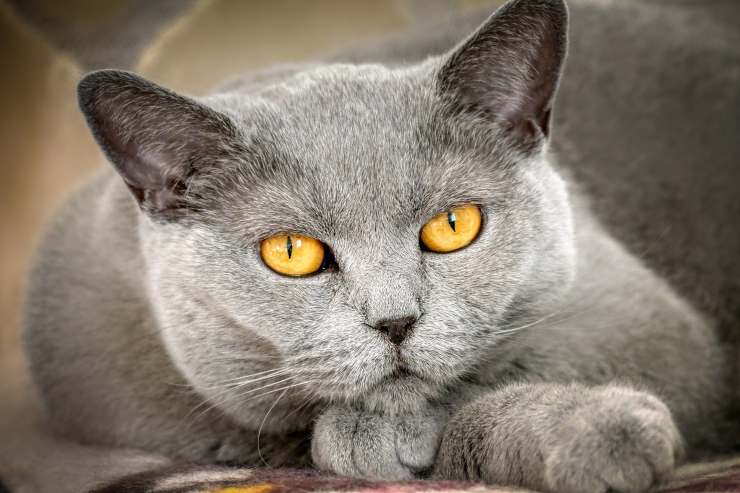 gatto con occhi brillanti 