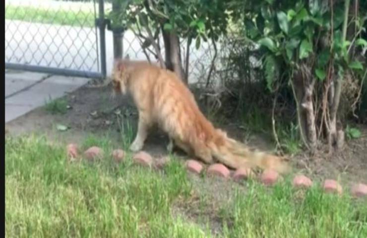 L'uomo è determinato a far camminare nuovamente il gatto paralizzato