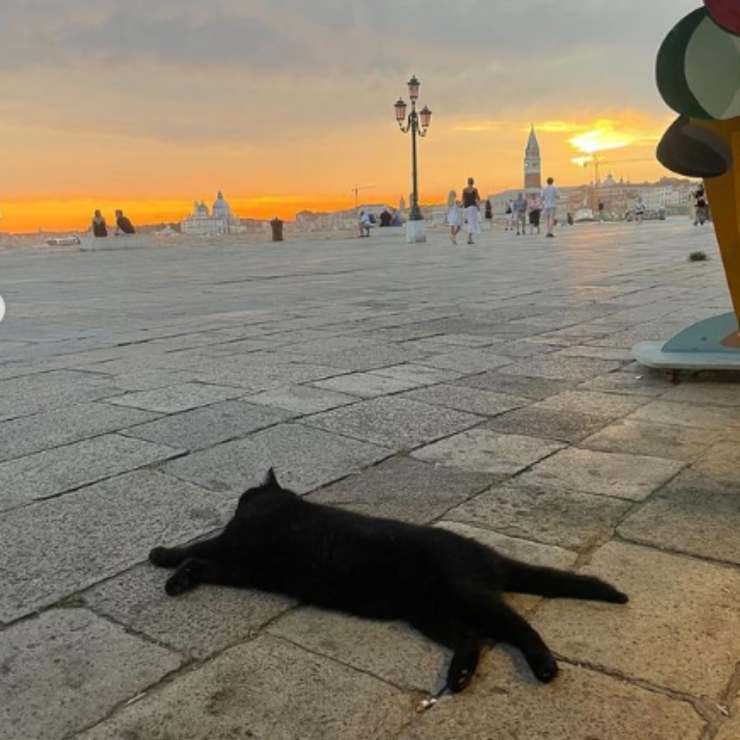 gattino pepe cartello venezia