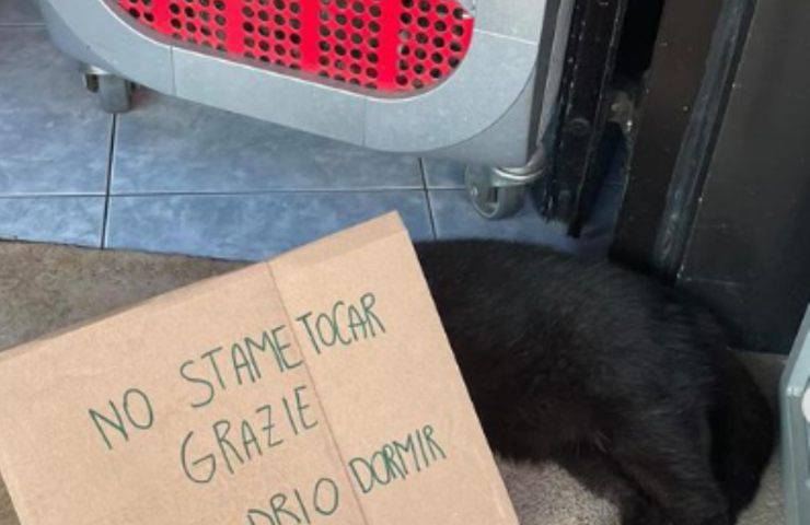 gatto pepe venezia turisti