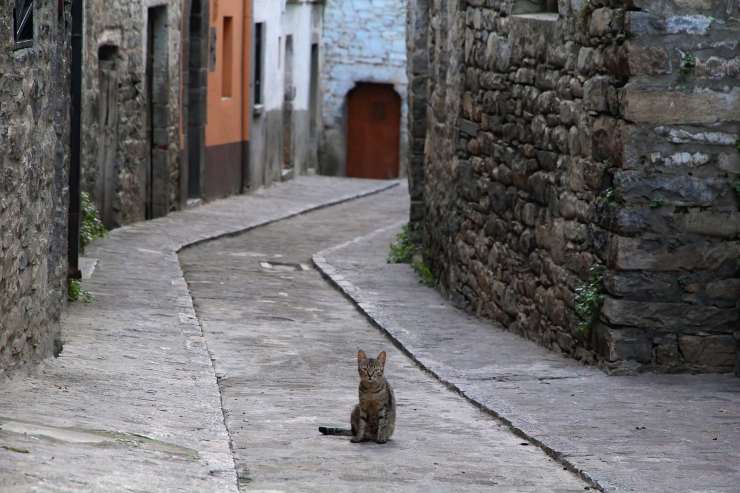 gatto per strada 