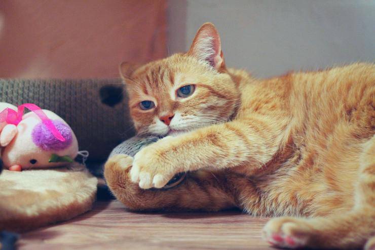 gatto rosso con giocattoli 