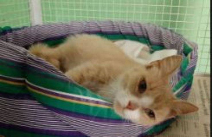 Una scatola chiusa con lo scotch nasconde la fiera degli orrori