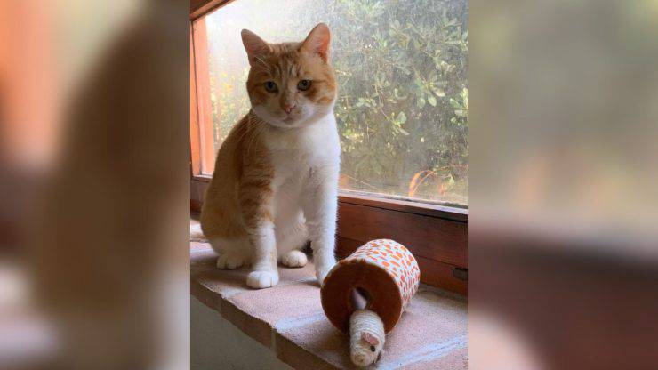 gatto seviziato strada