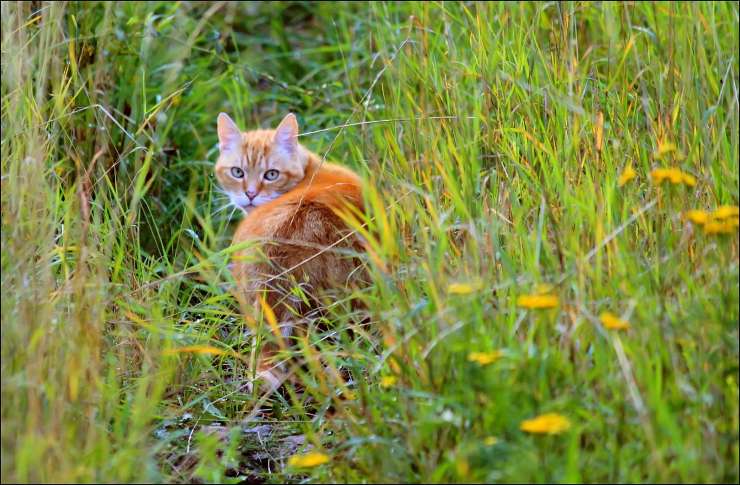 gatto sorpreso nell'erba 