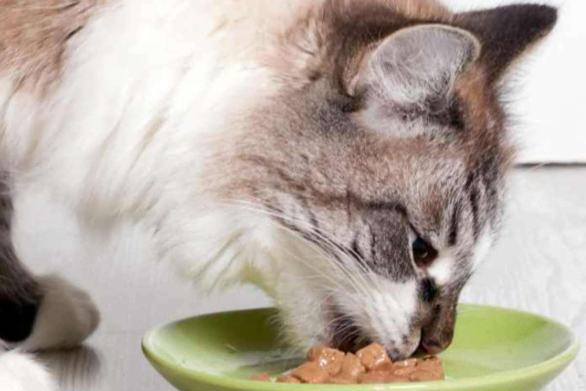 gatto mangia cibo