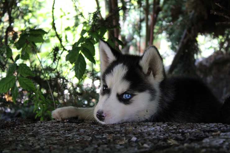 cucciolo di husky