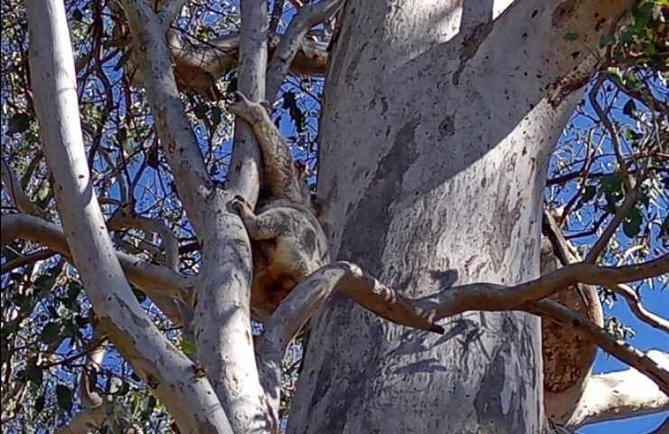 koala piantine fauna australia
