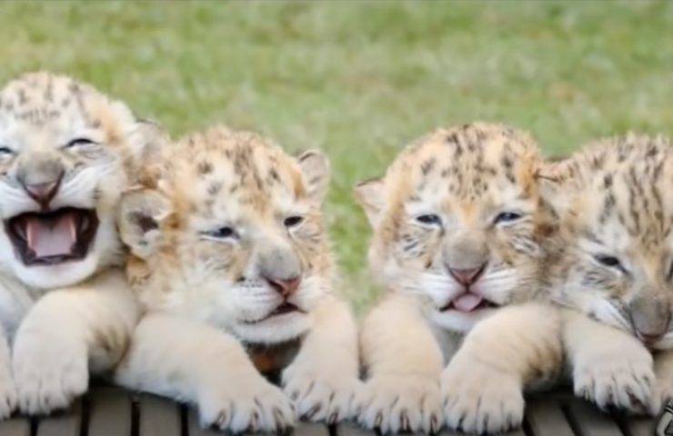 piccoli ligre leone tigre