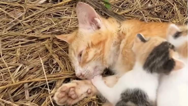 Gattini cercano di aiutare la mamma 