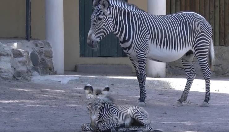 mamma e puledra 