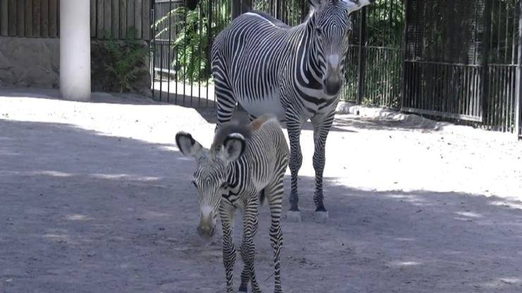 Zebra di grevy