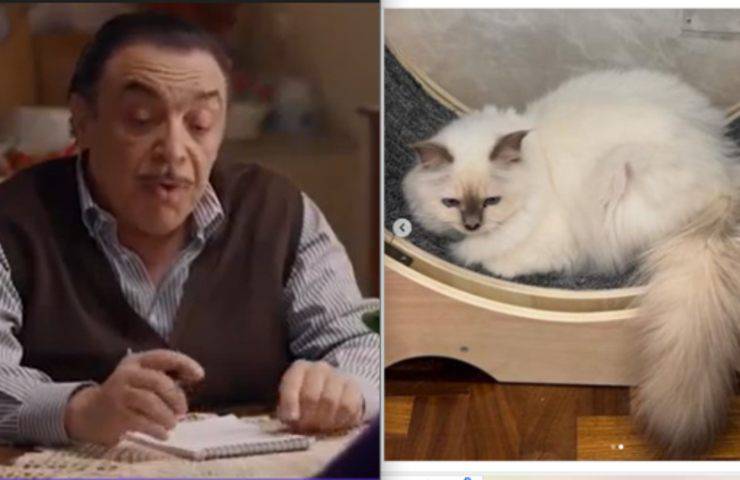 nino frassica gattino hiro