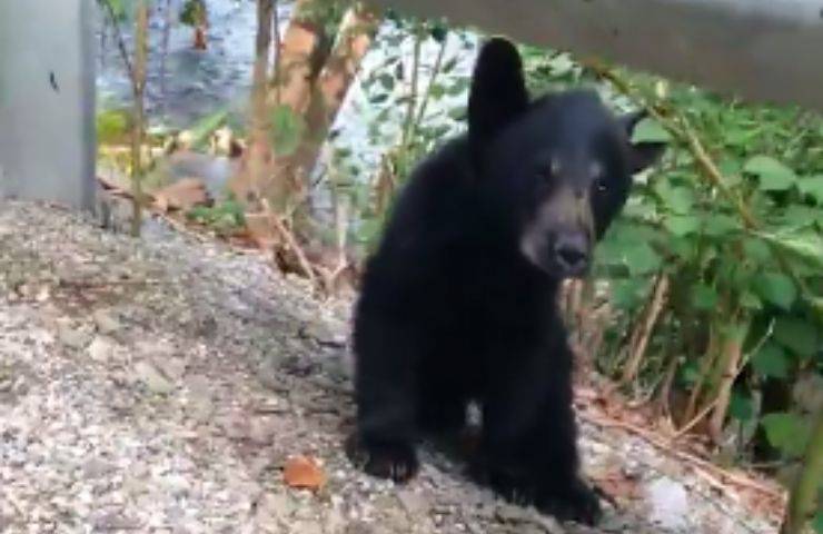 cucciolo orso salvato donna