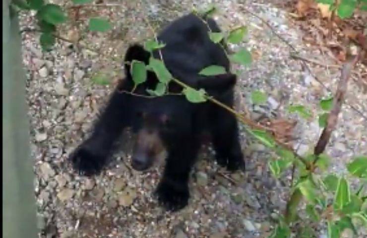 cucciolo orso pericolo mamma