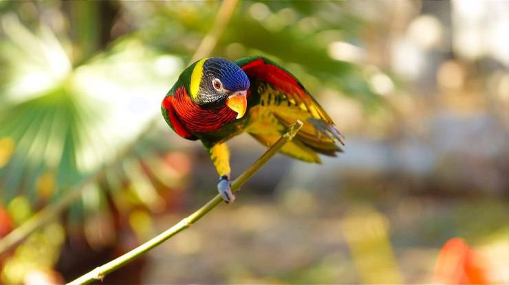 pappagallo colorato 