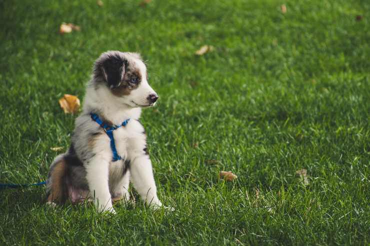 Cucciolo di cane non fa la pipì