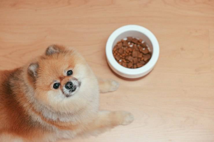 Cane non mangia dalla sua ciotola