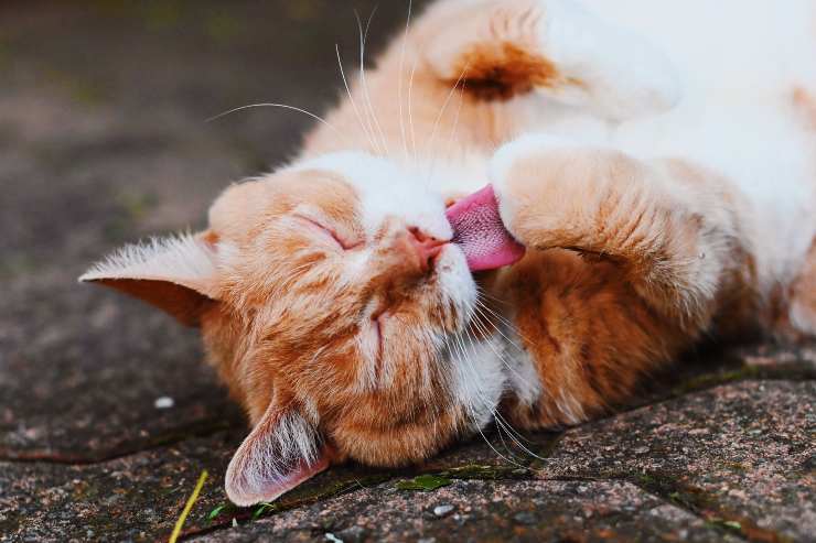 Respiro affannoso e lingua fuori nel gatto