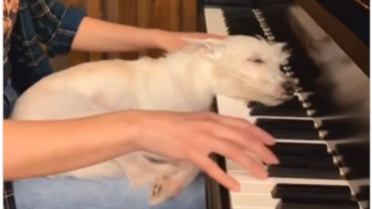 Musica classica, il cane si addormenta ascoltando la sua umana suonare