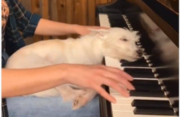 cane addormenta umana pianoforte