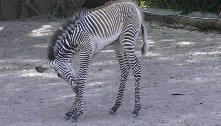 piccola zebra 