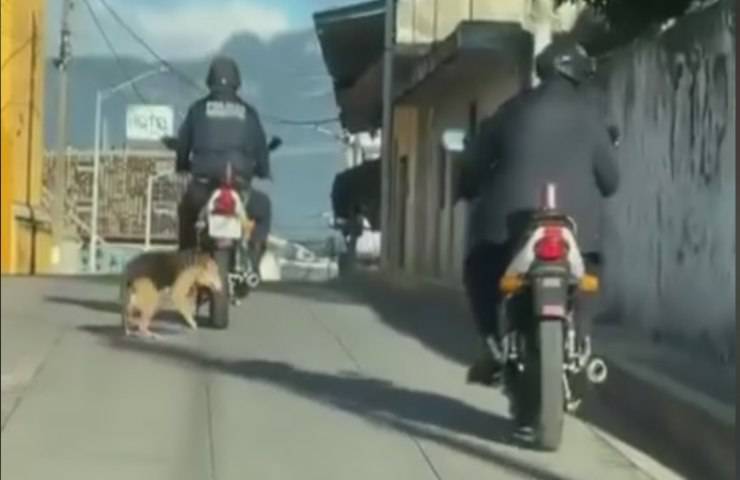 L'agente della polizia municipale trascina un cane