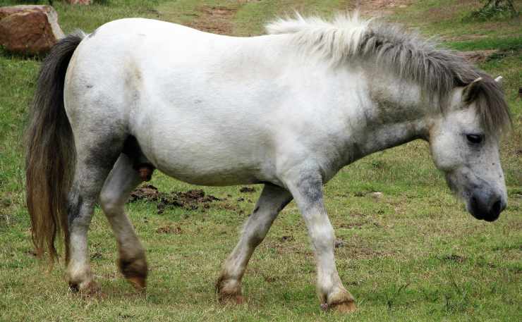 pony bianco 