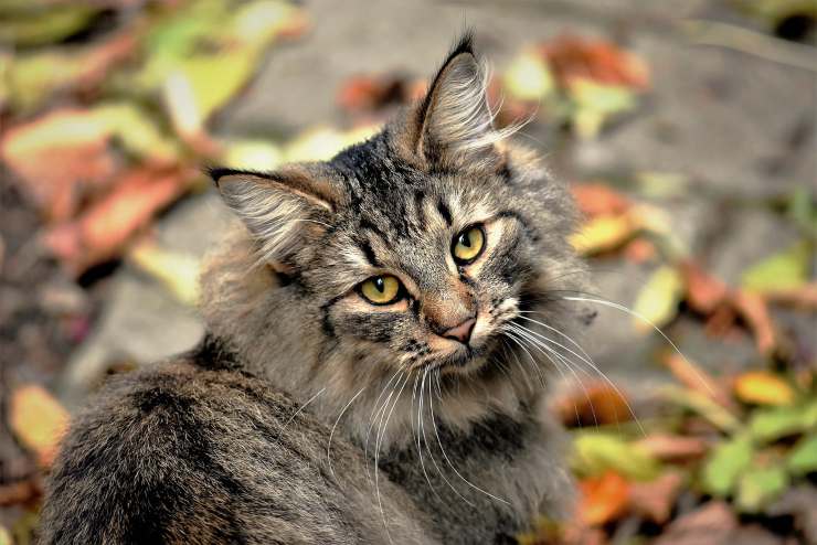 primo piano gatto 